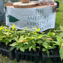 American Chestnut Society